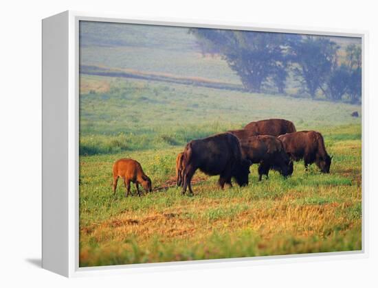 Bison at Neil Smith National Wildlife Refuge, Iowa, USA-Chuck Haney-Framed Premier Image Canvas