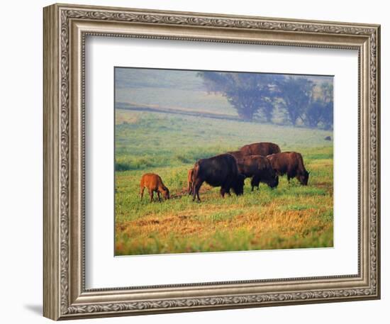 Bison at Neil Smith National Wildlife Refuge, Iowa, USA-Chuck Haney-Framed Photographic Print