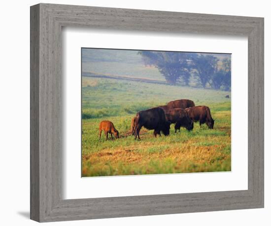 Bison at Neil Smith National Wildlife Refuge, Iowa, USA-Chuck Haney-Framed Photographic Print