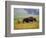 Bison at Neil Smith National Wildlife Refuge, Iowa, USA-Chuck Haney-Framed Photographic Print