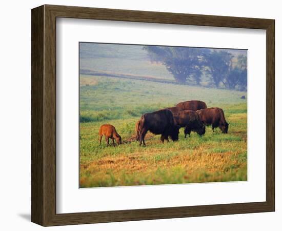 Bison at Neil Smith National Wildlife Refuge, Iowa, USA-Chuck Haney-Framed Photographic Print