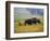 Bison at Neil Smith National Wildlife Refuge, Iowa, USA-Chuck Haney-Framed Photographic Print