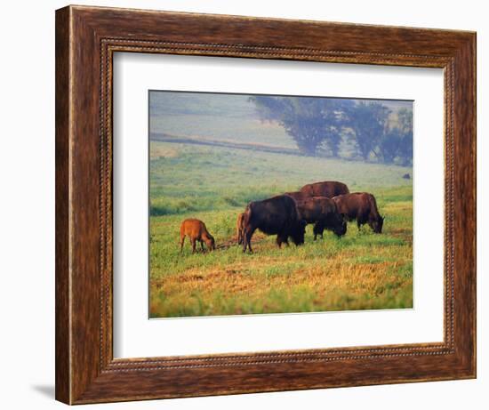 Bison at Neil Smith National Wildlife Refuge, Iowa, USA-Chuck Haney-Framed Photographic Print