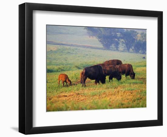 Bison at Neil Smith National Wildlife Refuge, Iowa, USA-Chuck Haney-Framed Photographic Print