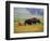 Bison at Neil Smith National Wildlife Refuge, Iowa, USA-Chuck Haney-Framed Photographic Print