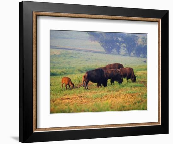 Bison at Neil Smith National Wildlife Refuge, Iowa, USA-Chuck Haney-Framed Photographic Print