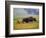 Bison at Neil Smith National Wildlife Refuge, Iowa, USA-Chuck Haney-Framed Photographic Print