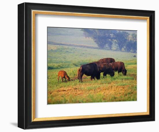 Bison at Neil Smith National Wildlife Refuge, Iowa, USA-Chuck Haney-Framed Photographic Print