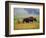 Bison at Neil Smith National Wildlife Refuge, Iowa, USA-Chuck Haney-Framed Photographic Print