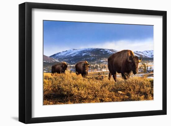 Bison at Sunset in Yellowstone National Park-Jason Savage-Framed Giclee Print