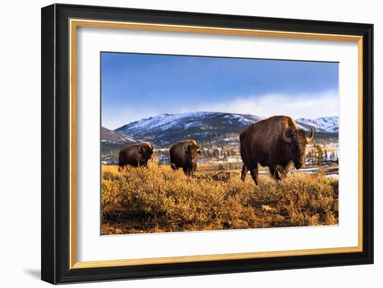 Bison at Sunset in Yellowstone National Park-Jason Savage-Framed Giclee Print