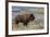 Bison at Yellowstone River, Yellowstone National Park, Wyoming, USA-Tom Norring-Framed Photographic Print