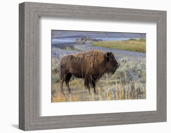 Bison at Yellowstone River, Yellowstone National Park, Wyoming, USA-Tom Norring-Framed Photographic Print