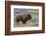 Bison at Yellowstone River, Yellowstone National Park, Wyoming, USA-Tom Norring-Framed Photographic Print