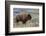 Bison at Yellowstone River, Yellowstone National Park, Wyoming, USA-Tom Norring-Framed Photographic Print