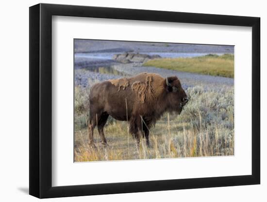 Bison at Yellowstone River, Yellowstone National Park, Wyoming, USA-Tom Norring-Framed Photographic Print