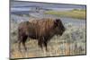 Bison at Yellowstone River, Yellowstone National Park, Wyoming, USA-Tom Norring-Mounted Photographic Print