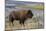 Bison at Yellowstone River, Yellowstone National Park, Wyoming, USA-Tom Norring-Mounted Photographic Print