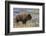 Bison at Yellowstone River, Yellowstone National Park, Wyoming, USA-Tom Norring-Framed Photographic Print