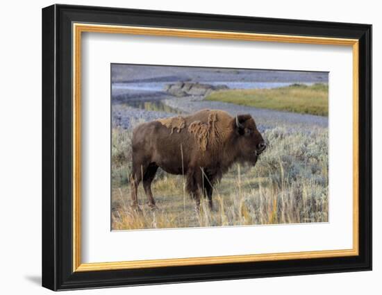 Bison at Yellowstone River, Yellowstone National Park, Wyoming, USA-Tom Norring-Framed Photographic Print