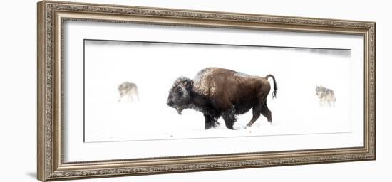 Bison being circled by wolves hunting in snow, USA-Danny Green-Framed Photographic Print