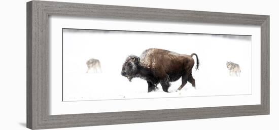 Bison being circled by wolves hunting in snow, USA-Danny Green-Framed Photographic Print