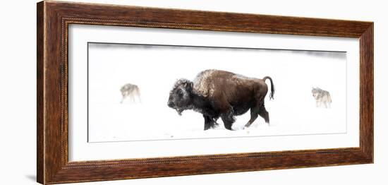 Bison being circled by wolves hunting in snow, USA-Danny Green-Framed Photographic Print