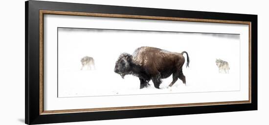 Bison being circled by wolves hunting in snow, USA-Danny Green-Framed Photographic Print