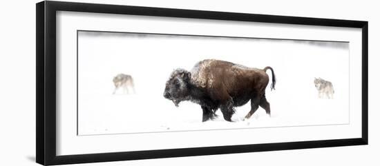 Bison being circled by wolves hunting in snow, USA-Danny Green-Framed Photographic Print