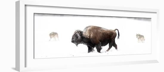 Bison being circled by wolves hunting in snow, USA-Danny Green-Framed Photographic Print