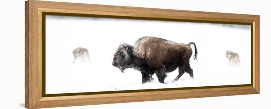 Bison being circled by wolves hunting in snow, USA-Danny Green-Framed Premier Image Canvas