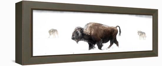 Bison being circled by wolves hunting in snow, USA-Danny Green-Framed Premier Image Canvas