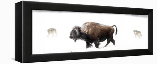 Bison being circled by wolves hunting in snow, USA-Danny Green-Framed Premier Image Canvas