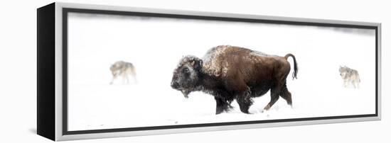 Bison being circled by wolves hunting in snow, USA-Danny Green-Framed Premier Image Canvas