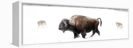 Bison being circled by wolves hunting in snow, USA-Danny Green-Framed Premier Image Canvas