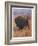 Bison Bison American Bison or Buffalo-Cuthbert Swan-Framed Art Print