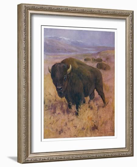 Bison Bison American Bison or Buffalo-Cuthbert Swan-Framed Art Print