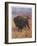 Bison Bison American Bison or Buffalo-Cuthbert Swan-Framed Art Print