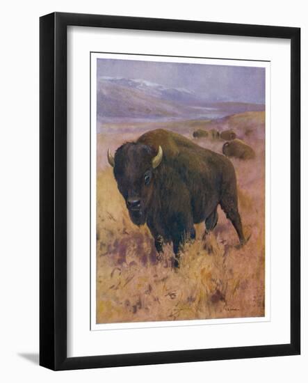 Bison Bison American Bison or Buffalo-Cuthbert Swan-Framed Art Print