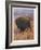 Bison Bison American Bison or Buffalo-Cuthbert Swan-Framed Art Print