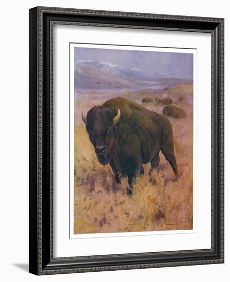 Bison Bison American Bison or Buffalo-Cuthbert Swan-Framed Art Print