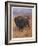 Bison Bison American Bison or Buffalo-Cuthbert Swan-Framed Art Print