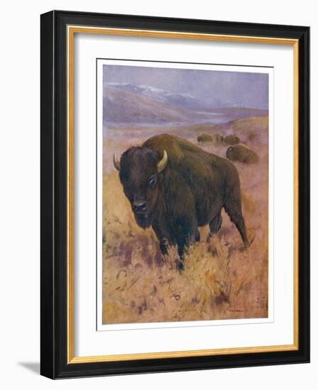 Bison Bison American Bison or Buffalo-Cuthbert Swan-Framed Art Print