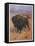 Bison Bison American Bison or Buffalo-Cuthbert Swan-Framed Stretched Canvas