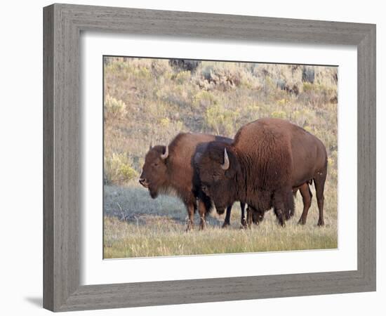 Bison (Bison Bison) Bull and Cow, Yellowstone National Park, Wyoming, USA, North America-James Hager-Framed Photographic Print