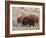 Bison (Bison Bison) Bull and Cow, Yellowstone National Park, Wyoming, USA, North America-James Hager-Framed Photographic Print