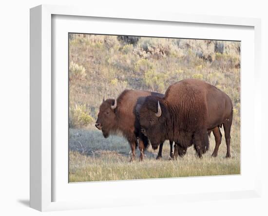 Bison (Bison Bison) Bull and Cow, Yellowstone National Park, Wyoming, USA, North America-James Hager-Framed Photographic Print