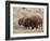 Bison (Bison Bison) Bull and Cow, Yellowstone National Park, Wyoming, USA, North America-James Hager-Framed Photographic Print