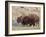 Bison (Bison Bison) Bull and Cow, Yellowstone National Park, Wyoming, USA, North America-James Hager-Framed Photographic Print