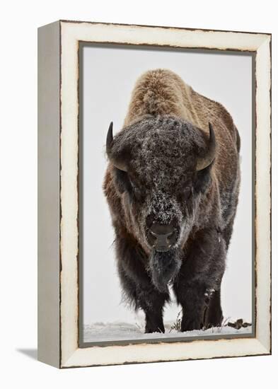 Bison (Bison Bison) Bull Covered with Frost in the Winter-James Hager-Framed Premier Image Canvas